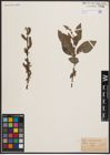 Foto von Salix cinerea L. x Salix nigricans Sm.